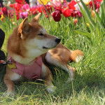 Un Shiba Inu allongé sur un terrain herbeux et portant un harnais 