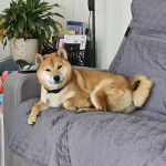 Un Shiba Inu allongé sur un canapé et portant un collier autour du cou