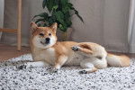 Un Shiba Inu allongé sur un tapis et semblant détendu 