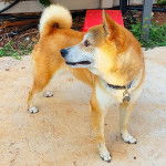 Un Shiba Inu sur une surface bétonnée et portant un collier autour du cou