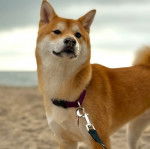 Un Shiba Inu sur une surface sableuse et qui est tenu en laisse 