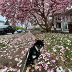 Un Shiba Inu assis sur un trottoir et qui est tenu en laisse 
