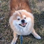 Un Shiba Inu allongé sur un terrain herbeux et qui est tenu en laisse 