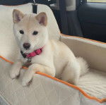 Un Shiba Inu dans un panier et portant un collier autour du cou