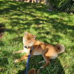 Un Shiba Inu allongé sur une surface herbacée et qui est tenu en laisse 