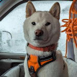 Un Shiba Inu dans un panier et portant un harnais 