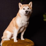 Un Shiba Inu assis et regardant vers la caméra
