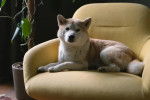 Un Shiba Inu allongé sur une chaise et regardant vers la caméra 