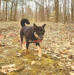 Un Shiba Inu sur un terrain herbeux et qui est tenu en laisse 
