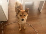 Un Shiba Inu sur un plancher et regardant vers la caméra 