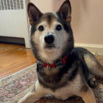 Un Shiba Inu allongé sur un tapis et portant un collier autour du cou 