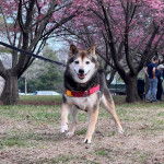 Un Shiba Inu sur un terrain herbeux et qui est tenu en laisse