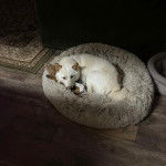 Un Shiba Inu allongé dans un panier et semblant détendu 