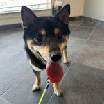 Un Shiba Inu sur un sol carrelé et qui est tenu en laisse