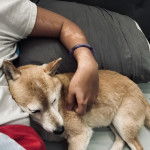 Un Shiba Inu allongé sur un lit à côté de son maître 