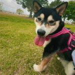 Un Shiba Inu ayant la langue pendante et portant un harnais 