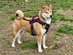 Un Shiba Inu sur un terrain herbeux et qui est tenu en laisse 
