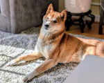 Un Shiba Inu allongé sur un tapis et semblant détendu 