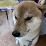 Un Shiba Inu sur une surface bétonnée et portant un harnais 