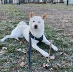 Un Shiba Inu allongé sur un terrain herbeux et qui est tenu en laisse 