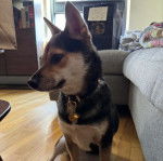 Un Shiba Inu assis sur un plancher et portant un collier autour du coi