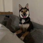 Un Shiba Inu tirant la langue et portant un collier autour du cou