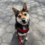 Un Shiba Inu assis sur un sol pavé et qui est tenu en laisse 