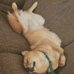 Un Shiba Inu allongé sur un canapé et portant un collier autour du cou