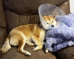 Un Shiba Inu allongé sur un fauteuil et portant un carcan