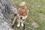 Un Shiba Inu sur un terrain herbeux et qui est tenu en laisse 