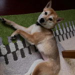 Un Shiba Inu allongé sur un tapis et portant un collier autour du cou