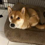 Un Shiba Inu allongé dans un panier et semblant détendu 