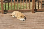 Un Shiba Inu allongé sur une terrasse et semblant dormir 