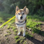 Un Shiba Inu sur une surface herbacée et qui est tenu en laisse 
