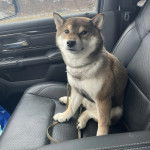 Un Shiba Inu assis dans une voiture et qui est tenu en laisse 