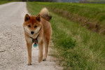 Un Shiba Inu sur une route et portant un collier autour du cou 