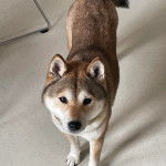 Un Shiba Inu sur une surface bétonnée et regardant vers la caméra 