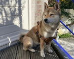 Un Shiba Inu assis et portant un harnais 