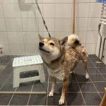 Un Shiba Inu sur un sol carrelé et qui est tenu en laisse 