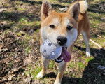 Un Shiba Inu sur un terrain herbeux et ayant une balle dans sa gueule 