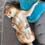 Un Shiba Inu allongé sur le dos sur un canapé et semblant détendu