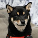 Un Shiba Inu portant un collier autour du cou et semblant détendu