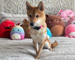 Un Shiba Inu allongé sur un lit et portant un collier autour du cou