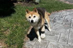 Un Shiba Inu sur un sol pavé et portant un plâtre pour chien