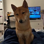 Un Shiba Inu assis sur un lit et semblant détendu 