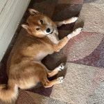 Un Shiba Inu allongé sur une moquette et portant un collier autour du cou