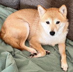 Un Shiba Inu allongé sur un canapé et semblant détendu
