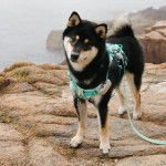 Un Shiba Inu regardant vers la caméra et qui est tenu en laisse 