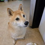 Un Shiba Inu assis sur un sol carrelé et semblant détendu