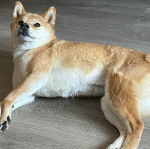 Un Shiba Inu allongé sur un plancher et semblant détendu